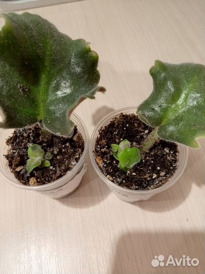 Домашние цветы