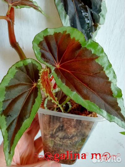 Бегонии видовые очень редкие