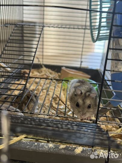 Джунгарские хомячки с клеткой