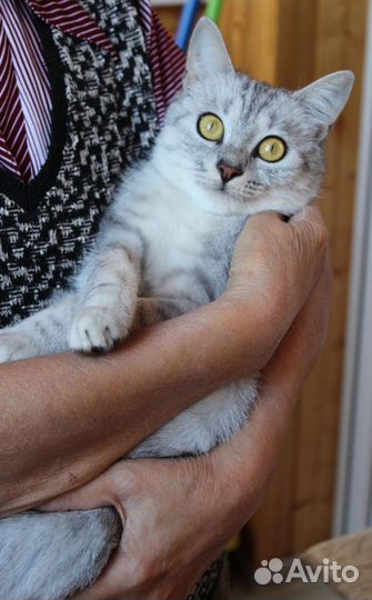 Кошка в дар