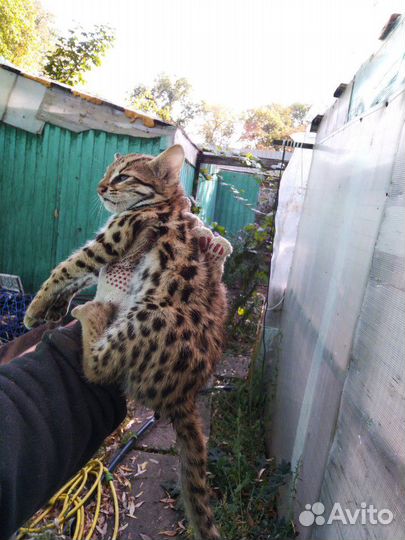 Alc, алки, Алк коты кошки и котята