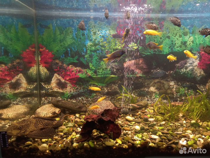 Аквариум на 200 литров