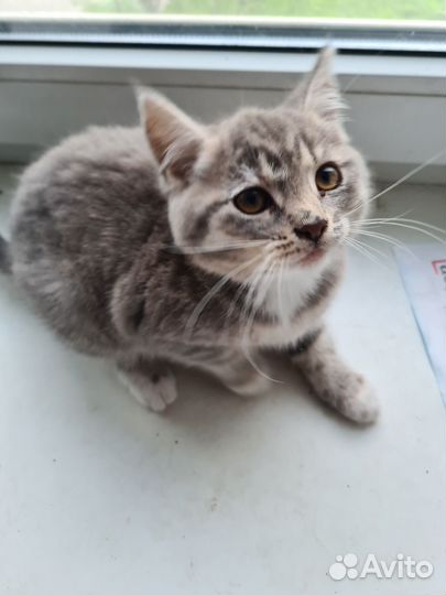Котенок