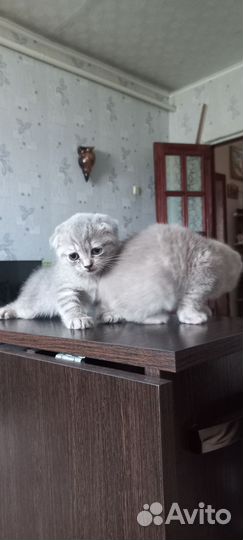 Шотландская