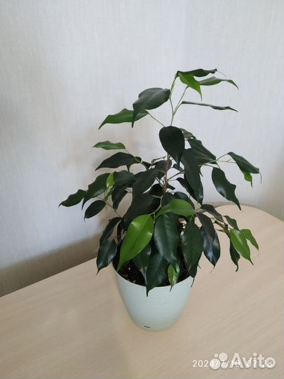 Фикус Бенджамина Даниэль