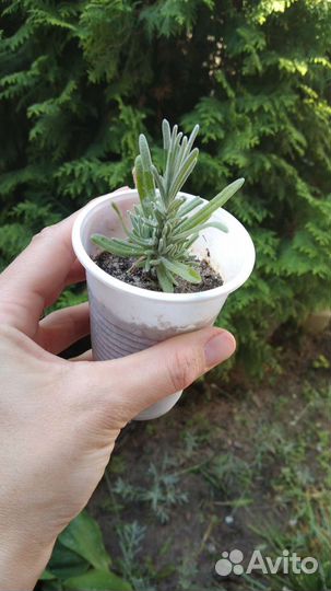 Тимьян лимонный