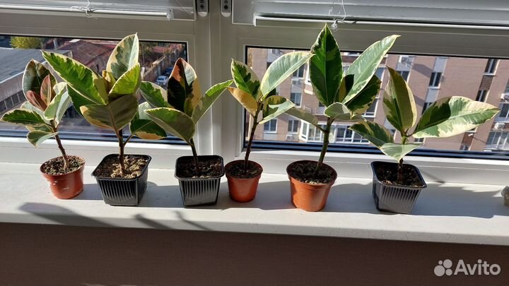 Фикус тенеке