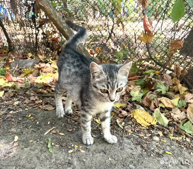 Котята в добрые ручки