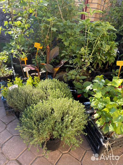 Многолетние цветы и кустарники