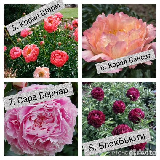 Пион саженцы(цены и сорта в описании)