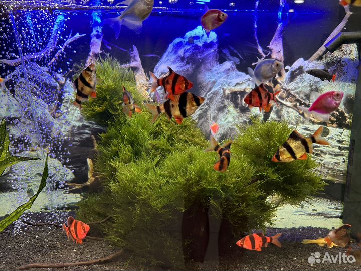 Аквариум juwel rio 150