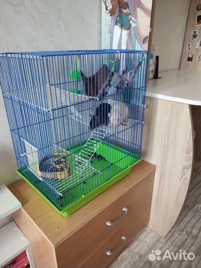 Декоративные крыски