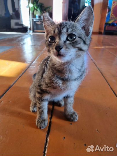 Кошки в добрые руки