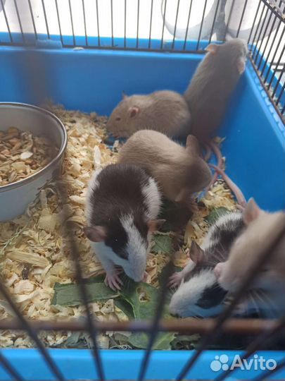 Крысята