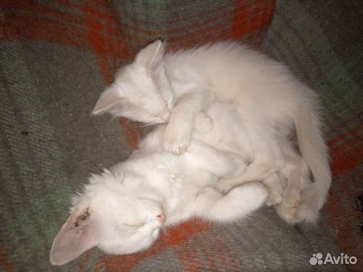 Турецкий ван