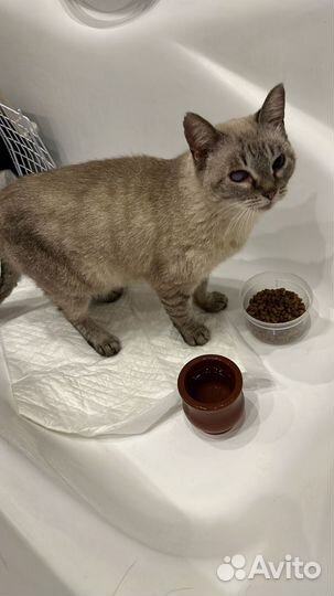 Варя из приюта ищет семью