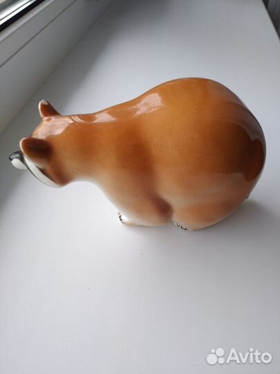 Енот идет к вам