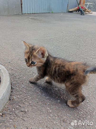 Домашние животные кошки