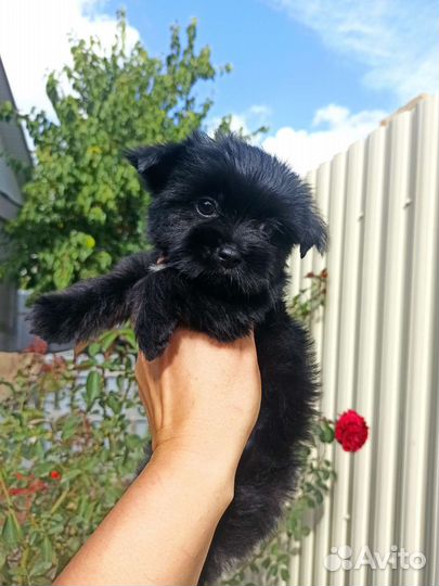 Девочка йоркширский терьер черного окраса