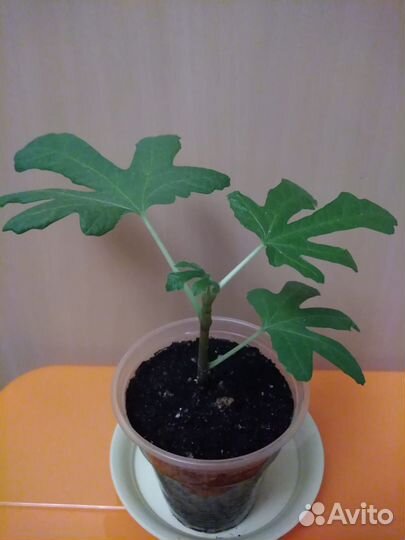 Разные комнатные растения