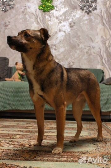 Гномик ищет верного друга