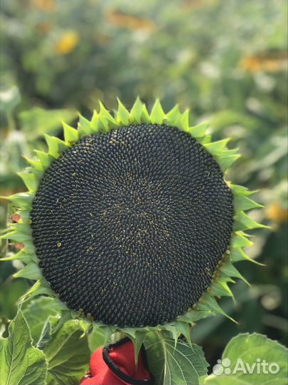 Гибридные семена подсолнечника