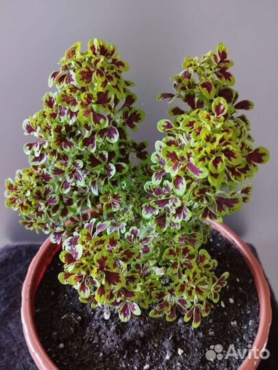 Колеус декоративные растения