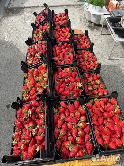 Свежая клубника Азербайджанская