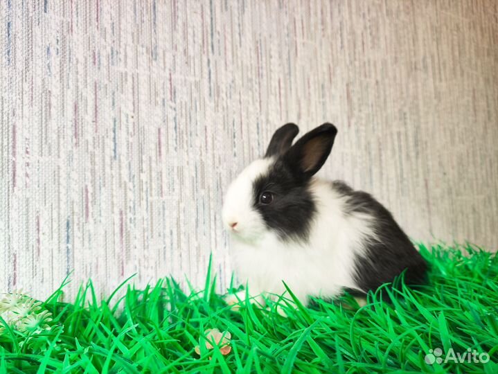 Карликовый кролик мини - очень редкий