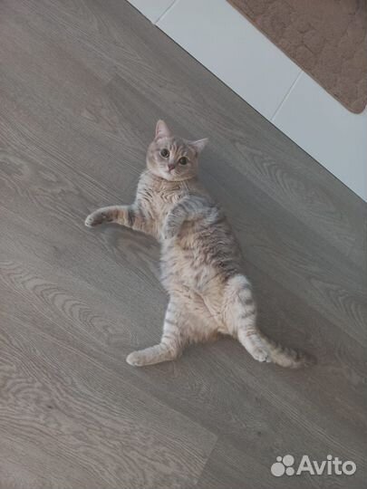 Отдам бесплатно