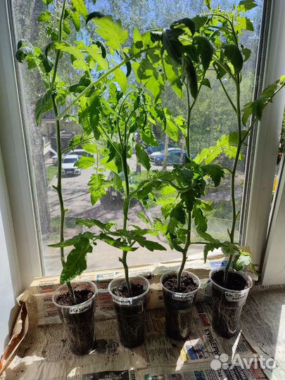 Томаты рассада