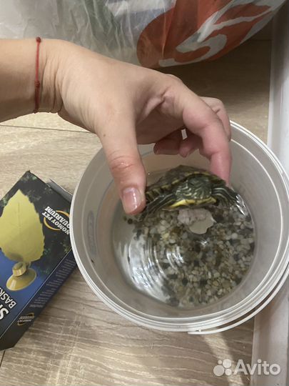 Черепаха с приданным бесплатно