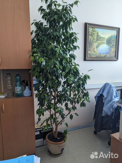 Фикус бенджамина большой