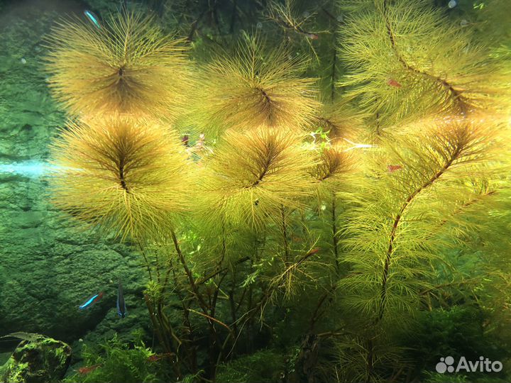 Перистолистник рорайма