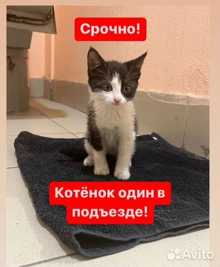Котята в добрые руки бесплатно