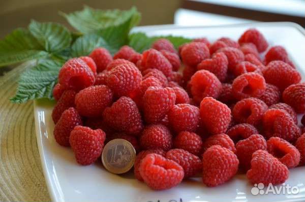 Ремонтантная малина Дельнива