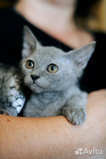 Малыш ищет семью