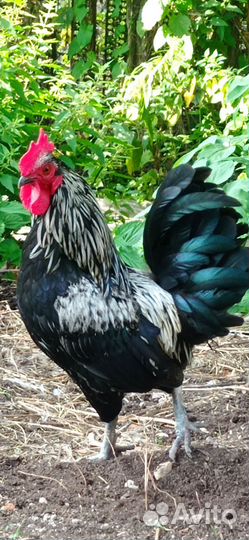 Петухи, куры, цыплята