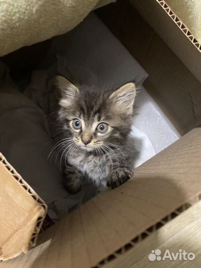 Котенок мальчик