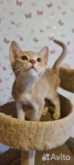 Абиссинская девочка