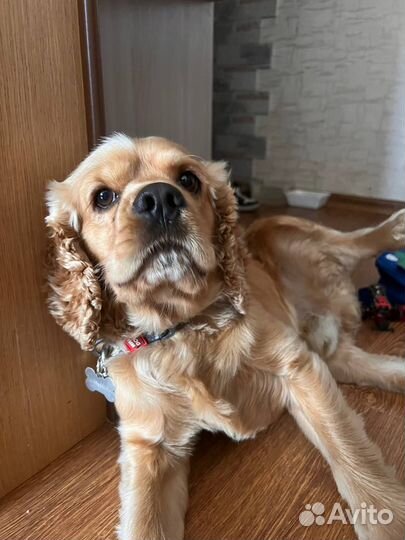 Кокер спаниель, случка