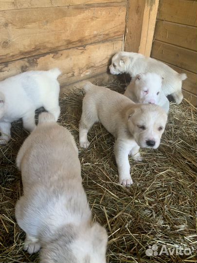 Щенки сао алабай