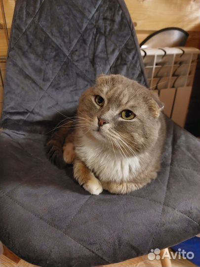 Котик Томас