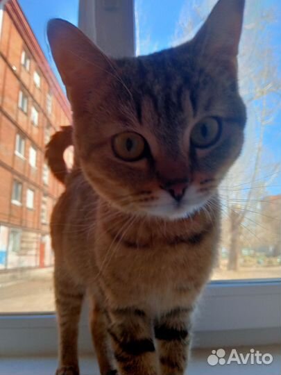 Котик в добрые руки