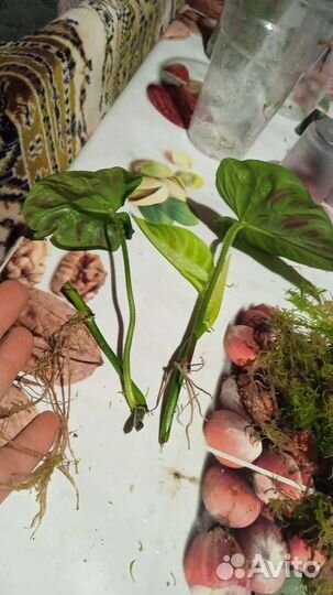 Веррукозум бородавчатый