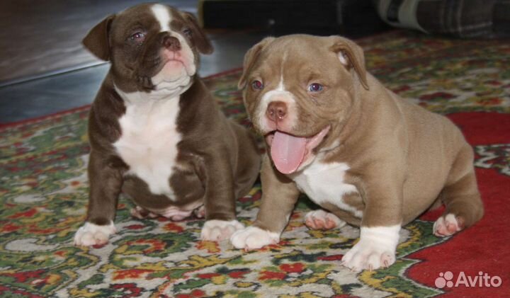 Щенки Американского Булли