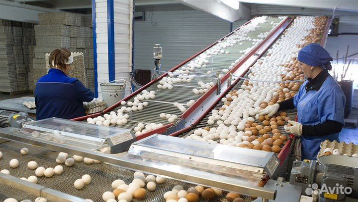 Сортировщик на птицефабрику