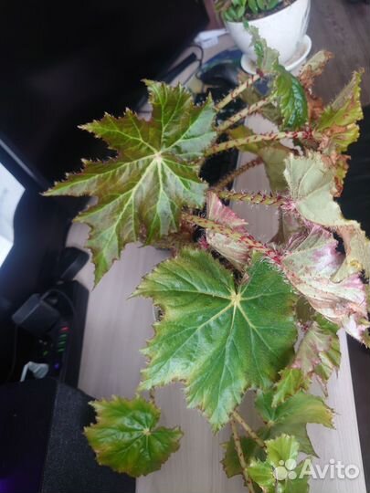 Продам комнатные растения