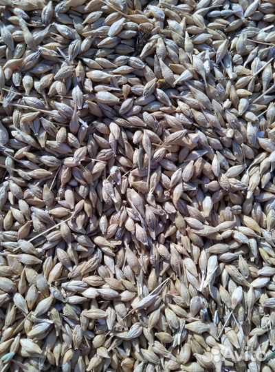 Овес ячмень пшеница