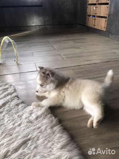 Щенки сибирской хаски